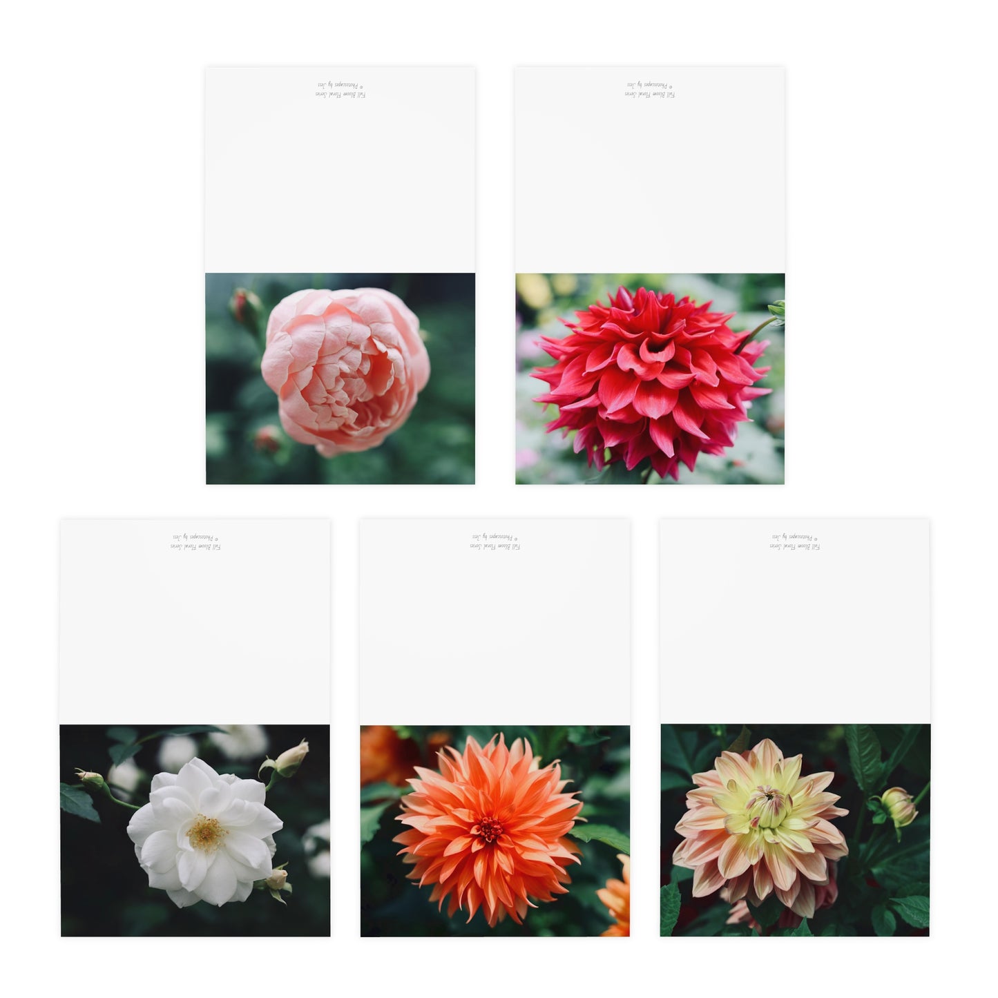 Full Bloom Floral Greeting Cards (5-Pack)